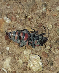 Spilostethus pandurus elegans