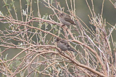 Leucosticte nemoricola