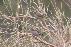 Leucosticte nemoricola