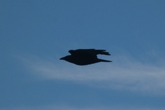 Corvus corone