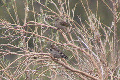 Leucosticte nemoricola