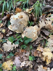Fungi