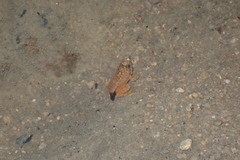 Quasipaa exilispinosa