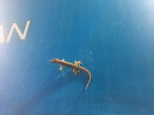 Hemidactylus frenatus observed 2022-11-13