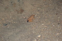 Quasipaa exilispinosa