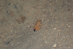 Quasipaa exilispinosa