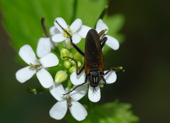 Empis tessellata