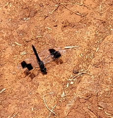 Brachythemis leucosticta