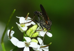 Empis tessellata