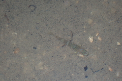 Rhinogobius duospilus