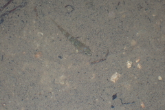 Rhinogobius duospilus