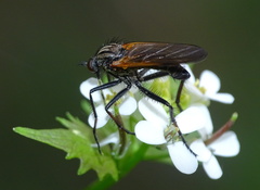 Empis tessellata