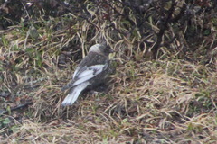Leucosticte arctoa