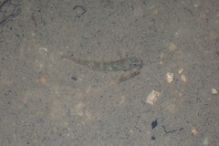 Rhinogobius duospilus