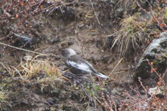 Leucosticte arctoa