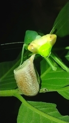 Pseudoxyops perpulchra