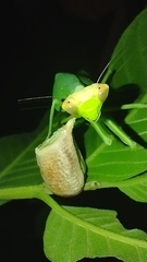 Pseudoxyops perpulchra