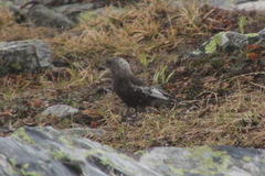 Leucosticte arctoa
