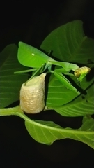 Pseudoxyops perpulchra
