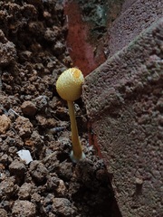 Leucocoprinus birnbaumii