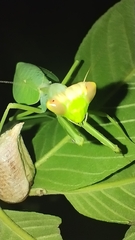 Pseudoxyops perpulchra