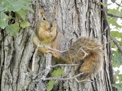 Sciurus niger