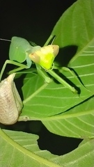 Pseudoxyops perpulchra