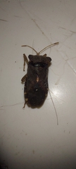 Anasa scorbutica