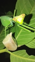 Pseudoxyops perpulchra