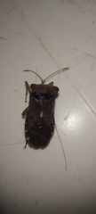 Anasa scorbutica