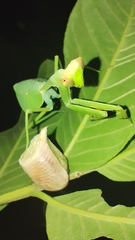Pseudoxyops perpulchra