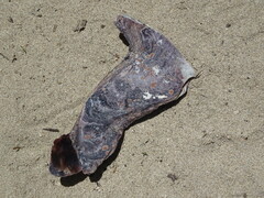 Isognomon isognomum