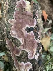 Phlebiopsis crassa