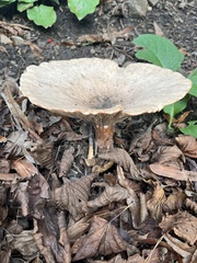 Infundibulicybe geotropa