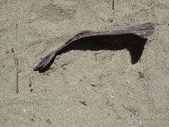 Isognomon isognomum
