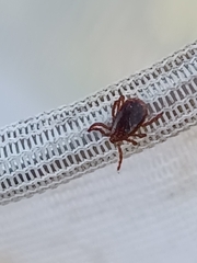 Rhipicephalus sanguineus