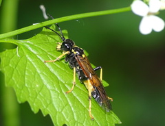 Tenthredo maculata