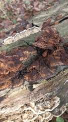 Coriolopsis gallica