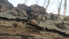 Coriolopsis gallica