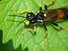 Tenthredo maculata