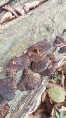 Coriolopsis gallica