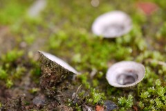 Cyathus olla