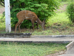 Tragelaphus scriptus