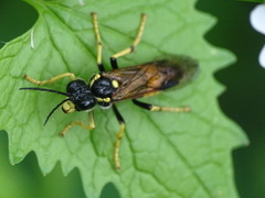 Tenthredo maculata