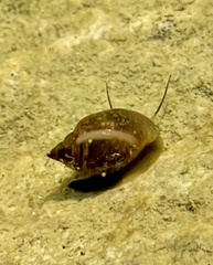 Physa acuta