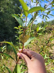 Populus laurifolia