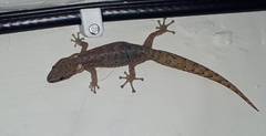 Afrogecko porphyreus