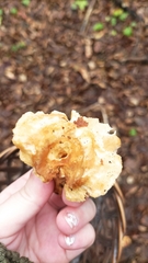 Hydnum rufescens