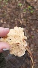 Hydnum rufescens
