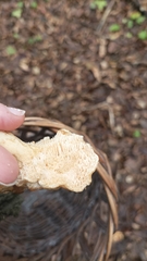 Hydnum rufescens